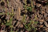 Chenopodium acuminatum