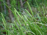 Lycopodium lagopus. Верхушки побегов со стробилами. Ямало-Ненецкий автономный округ, г. Надым, северная окраина, сырой хвойно-мелколиственный лес вдоль ЛЭП. 13 июля 2016 г.