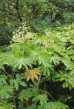 Fatsia japonica. Верхняя часть цветущего растения. Черноморское побережье Кавказа, г. Сочи, Лазаревский р-н, микр. Уч-Дере, Субтропический Ботанический Сад Кубани, в культуре. 11 декабря 2014 г.