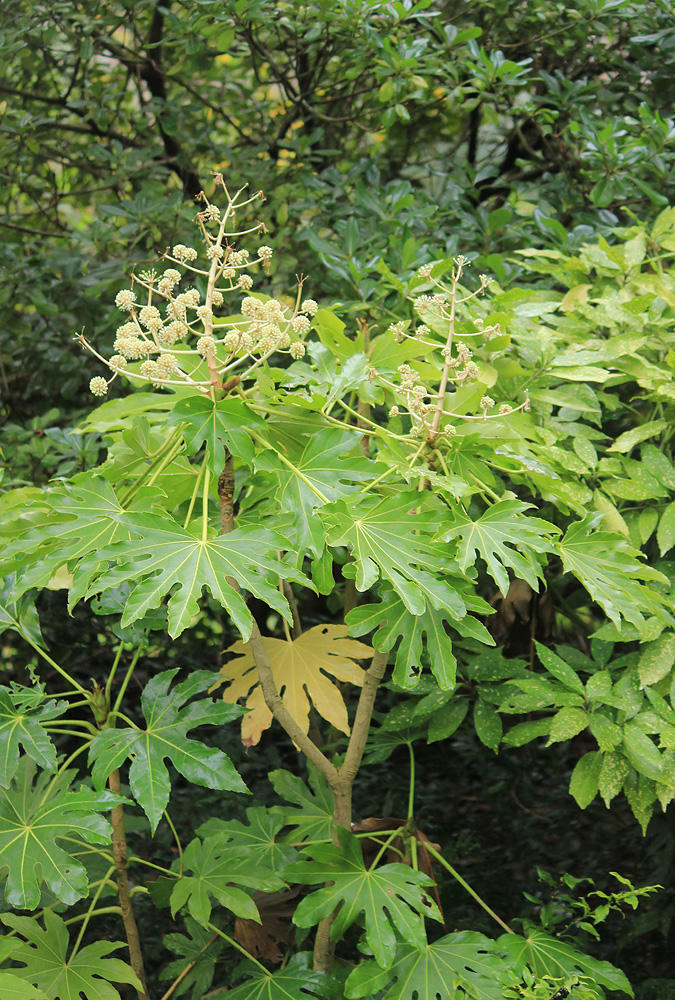 Image of Fatsia japonica specimen.
