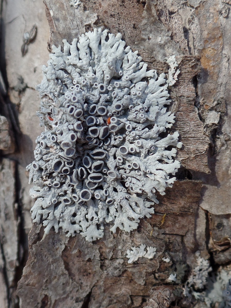 Image of genus Physcia specimen.
