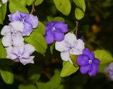 Brunfelsia pauciflora