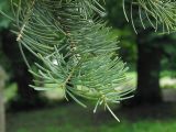 Abies concolor