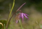 Calypso bulbosa