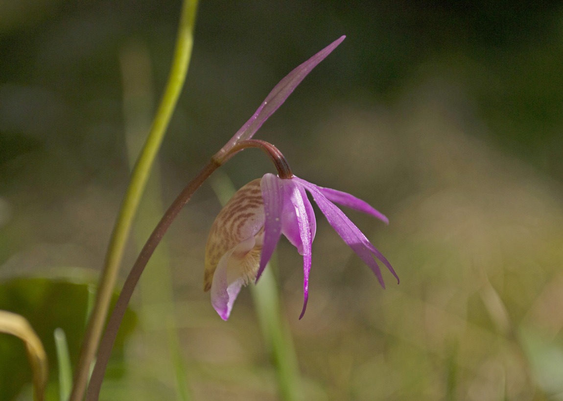 Изображение особи Calypso bulbosa.