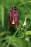 Aquilegia oxysepala