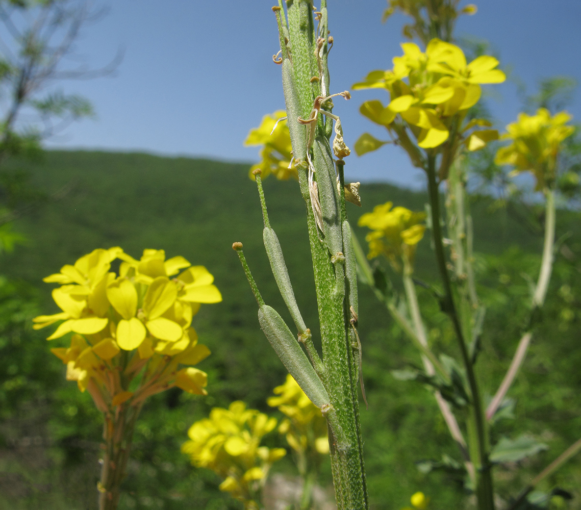 Image of Erysimum cuspidatum specimen.