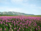 Chamaenerion angustifolium. Аспект цветущих растений на приморском лугу. Магаданская обл., Ольский р-н, окр. пос. Армань. 06.08.2015.