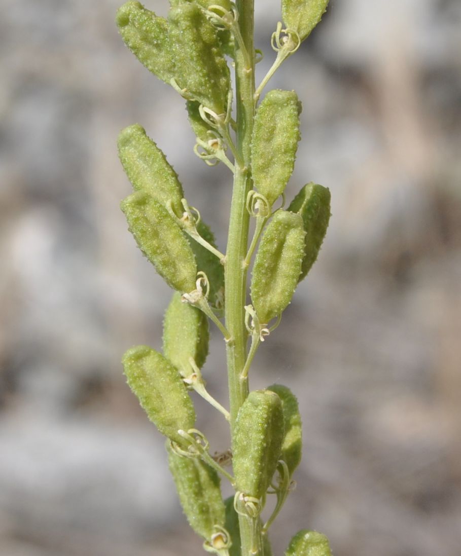 Image of Reseda lutea specimen.