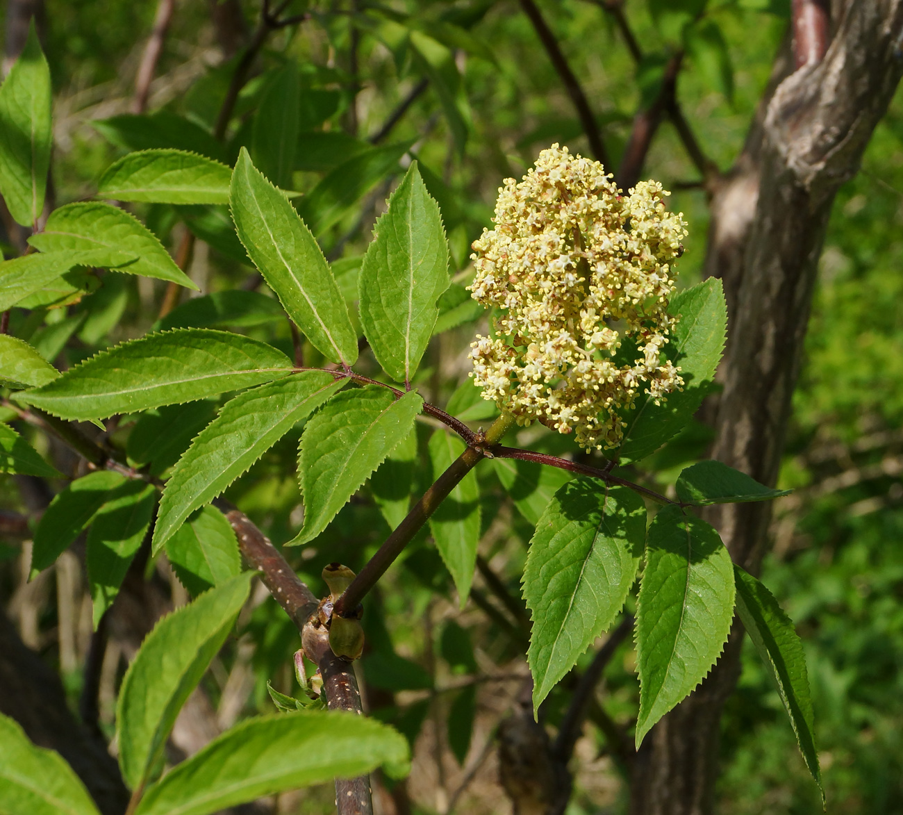 Изображение особи Sambucus sibirica.