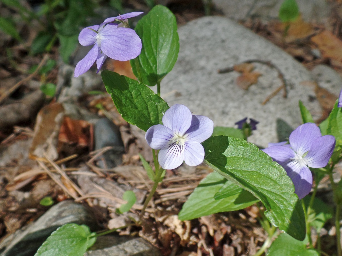 Image of genus Viola specimen.