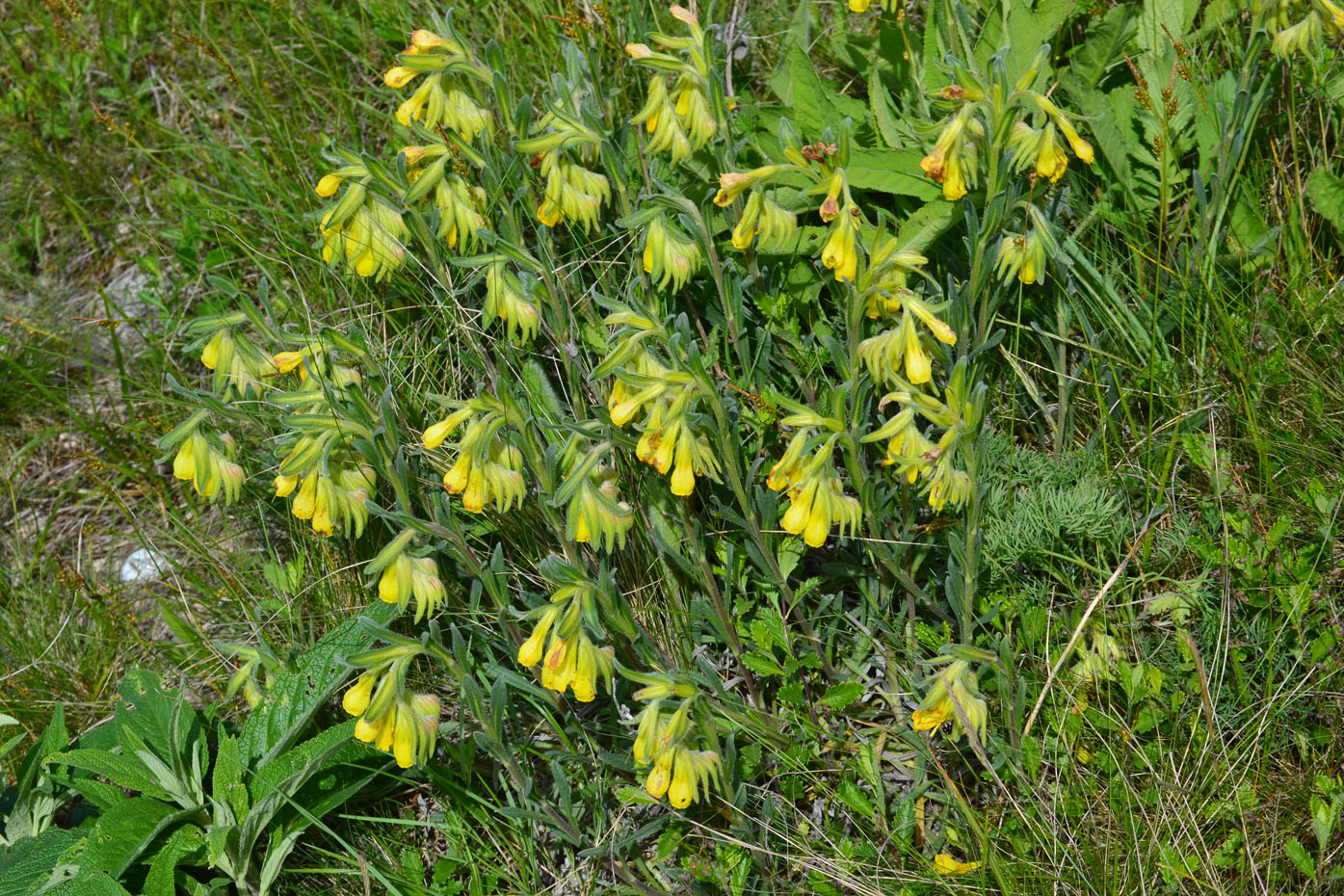 Image of Onosma taurica specimen.