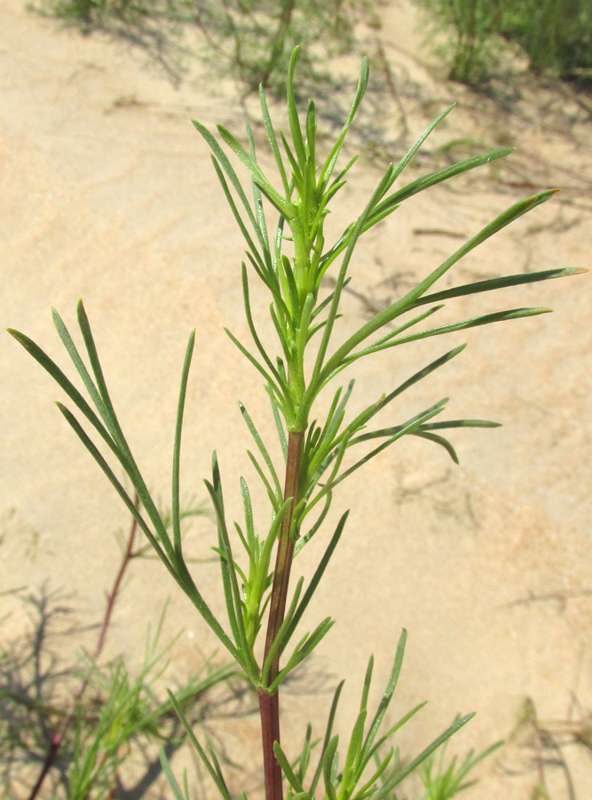 Изображение особи Artemisia arenaria.