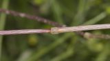 Bromus arvensis