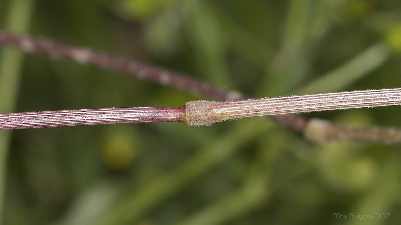 Image of Bromus arvensis specimen.