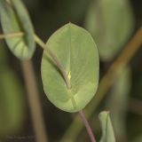 Bupleurum rotundifolium