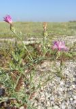 Centaurea steveniana. Верхушка цветущего растения. Крым, Раздольненский р-н, окр. с. Стерегущее, Бакальская коса, приморские пески. 1 июля 2017 г.