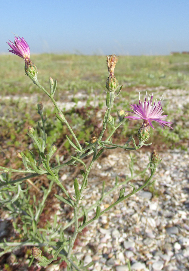 Image of Centaurea steveniana specimen.