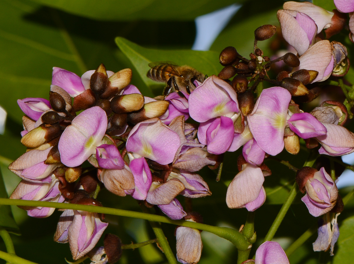 Изображение особи Pongamia pinnata.