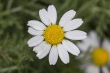 Matricaria recutita