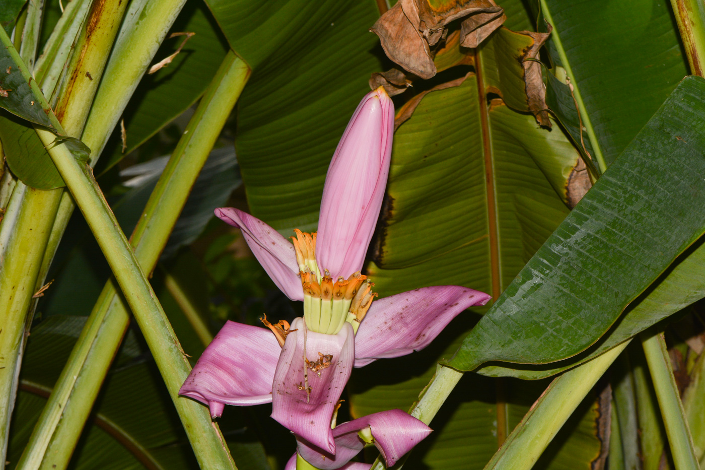 Image of genus Musa specimen.