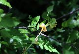 Vicia balansae
