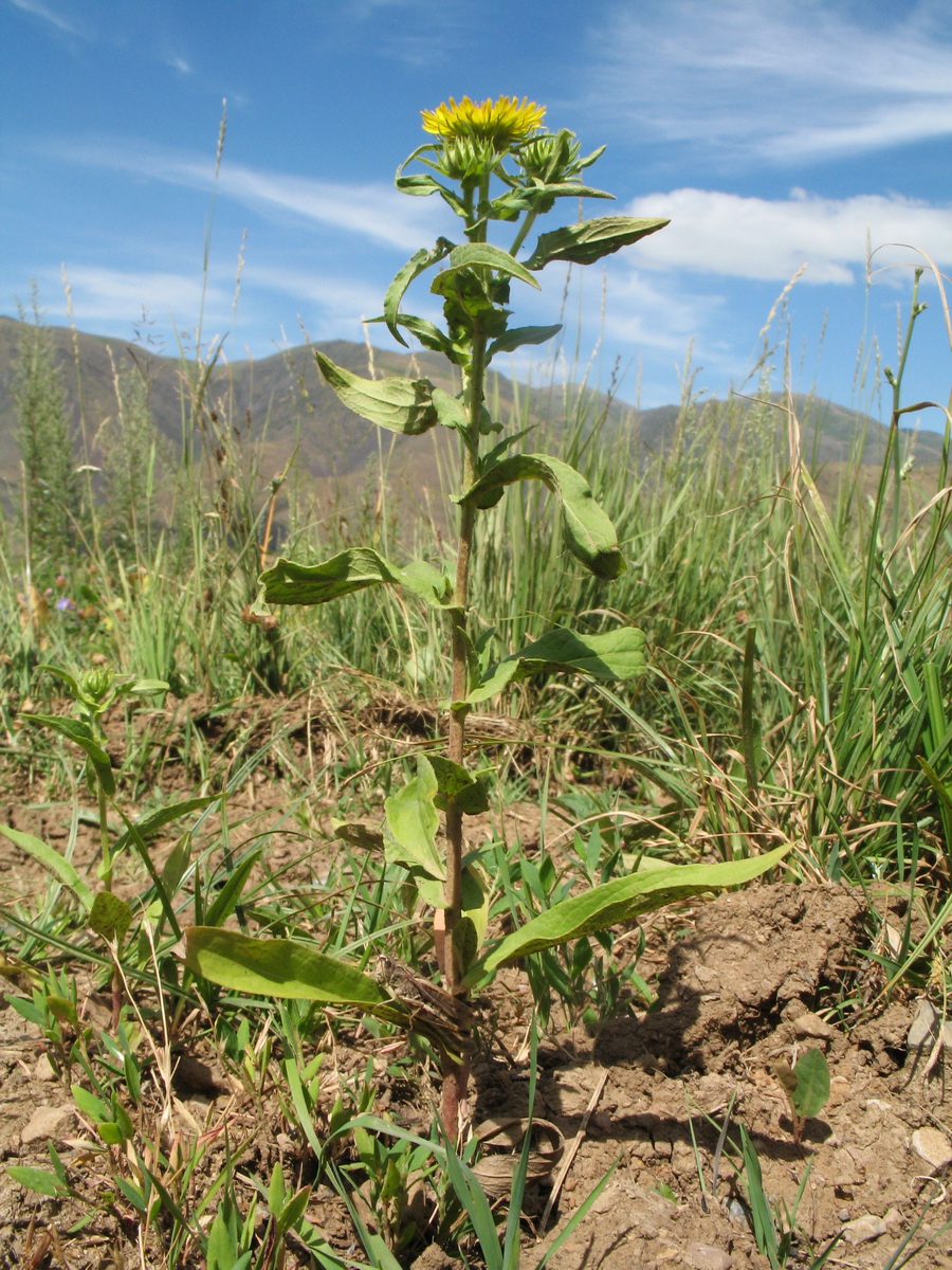 Image of Inula britannica specimen.
