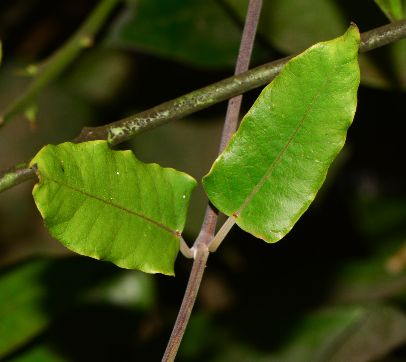 Изображение особи Araujia sericifera.