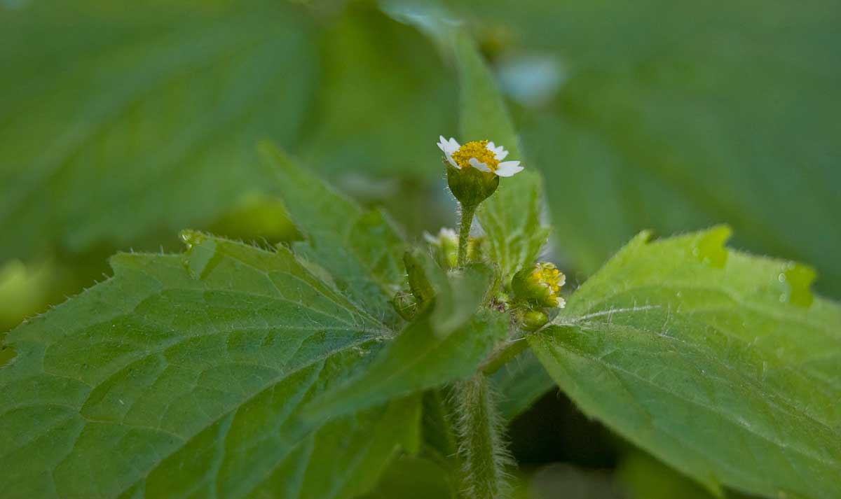 Image of Galinsoga quadriradiata specimen.