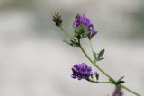 Medicago sativa