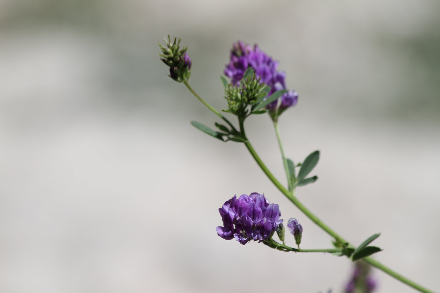 Image of Medicago sativa specimen.