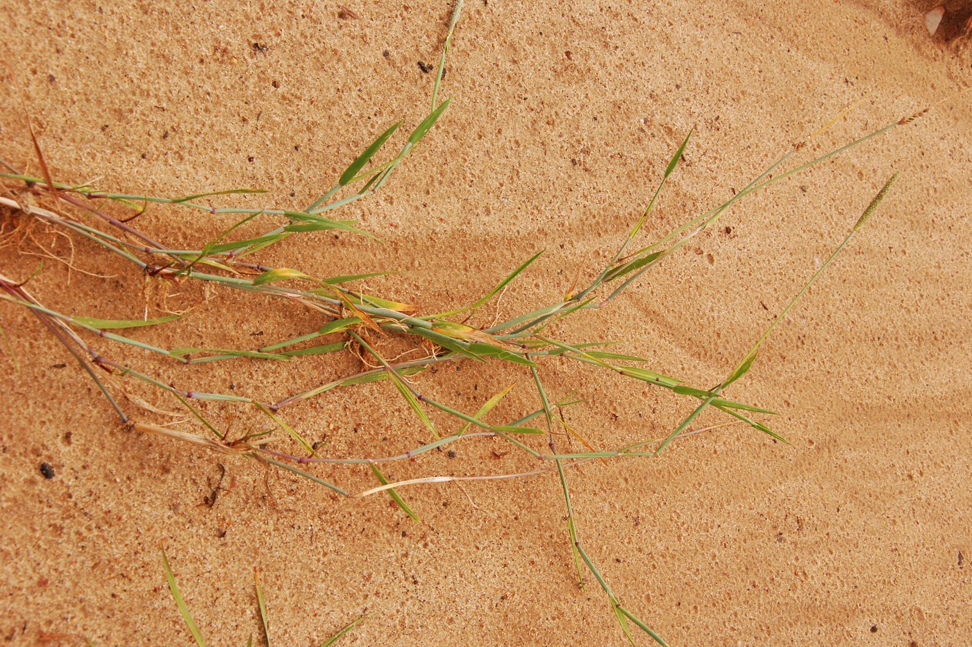 Image of Alopecurus geniculatus specimen.