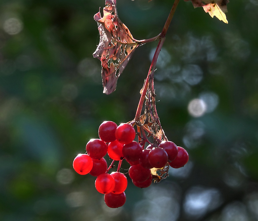 Image of Viburnum opulus specimen.