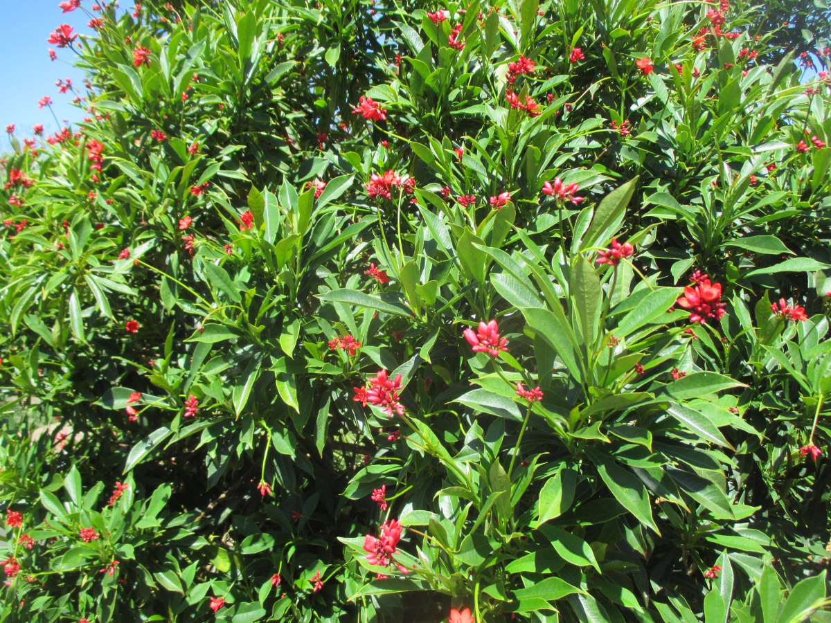 Image of Jatropha integerrima specimen.