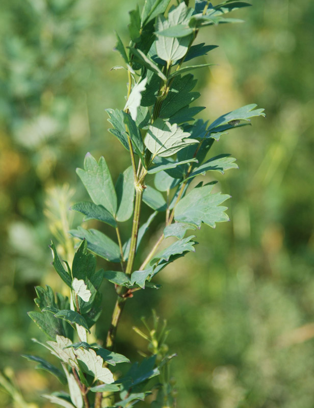 Изображение особи Thalictrum simplex.