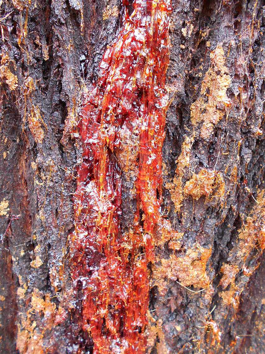 Image of Corymbia gummifera specimen.