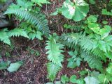 Polystichum braunii. Спороносящее растение. Сахалинская обл., о. Итуруп, окр. с. Горное, лес. 13.07.2017.