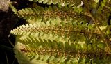 Dryopteris filix-mas. Часть вайи с сорусами (абаксиальная сторона). Средний Урал, Пермский край, Добрянский р-н, 3 км от ст. Ярино к востоку, смешанный лес. 14 октября 2017 г.