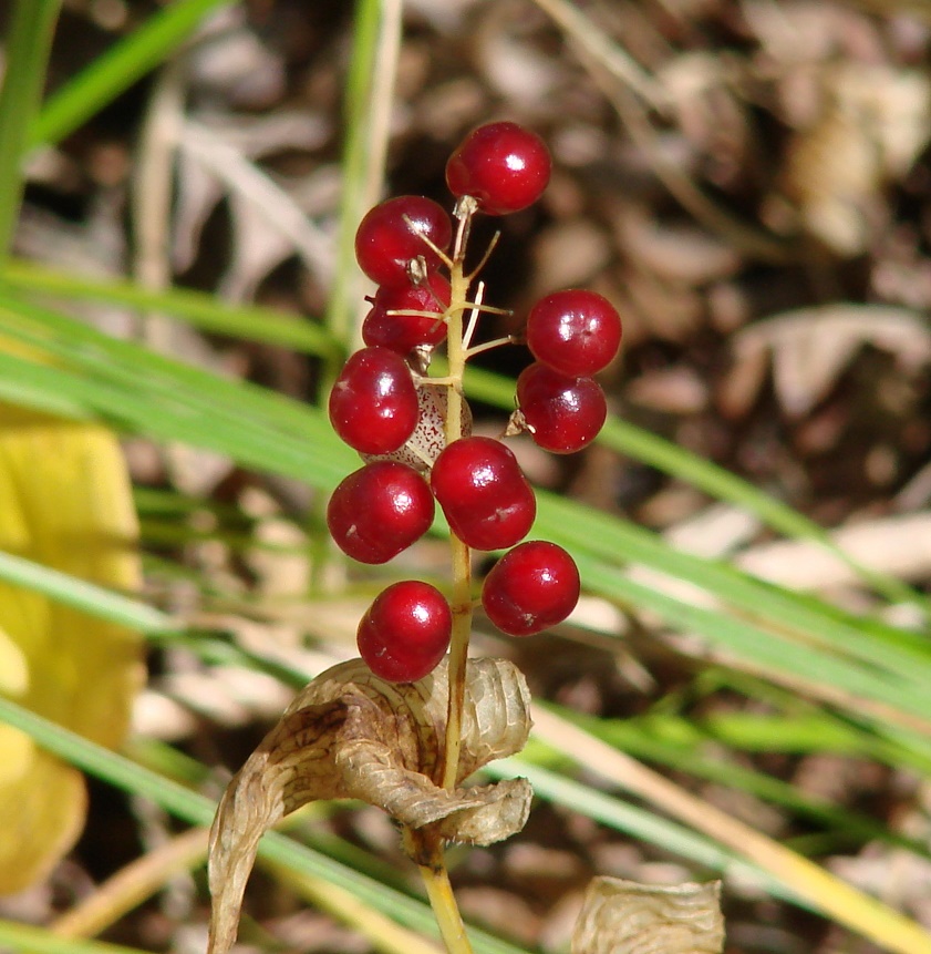 Изображение особи Maianthemum bifolium.