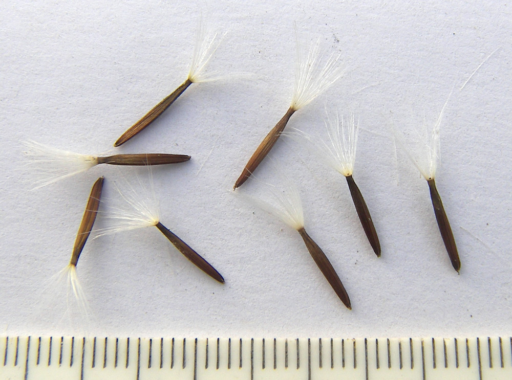 Image of Crepis sibirica specimen.