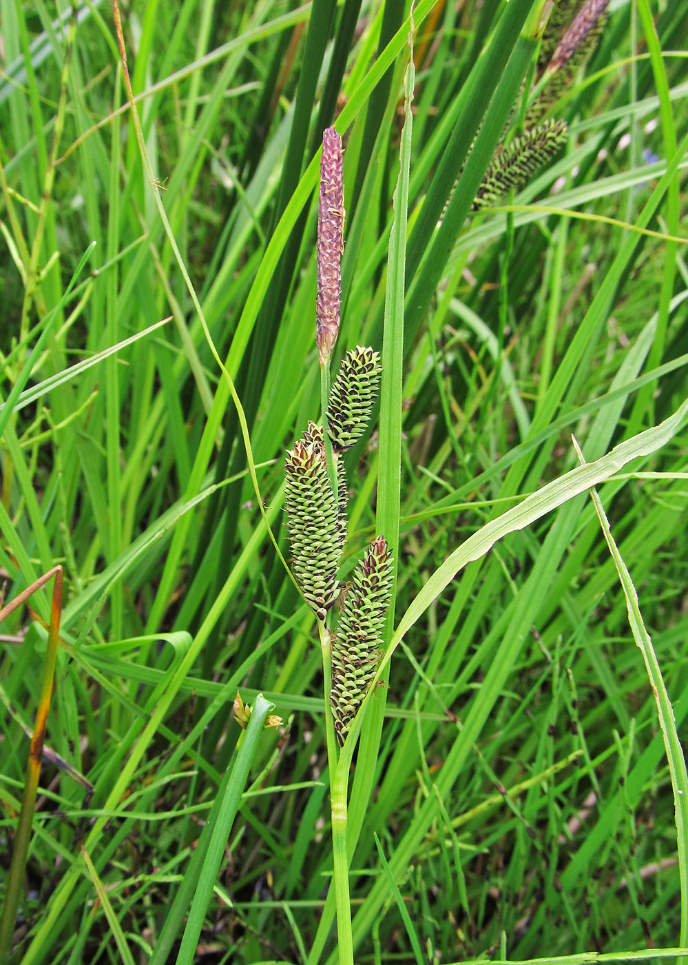 Image of Carex hindsii specimen.