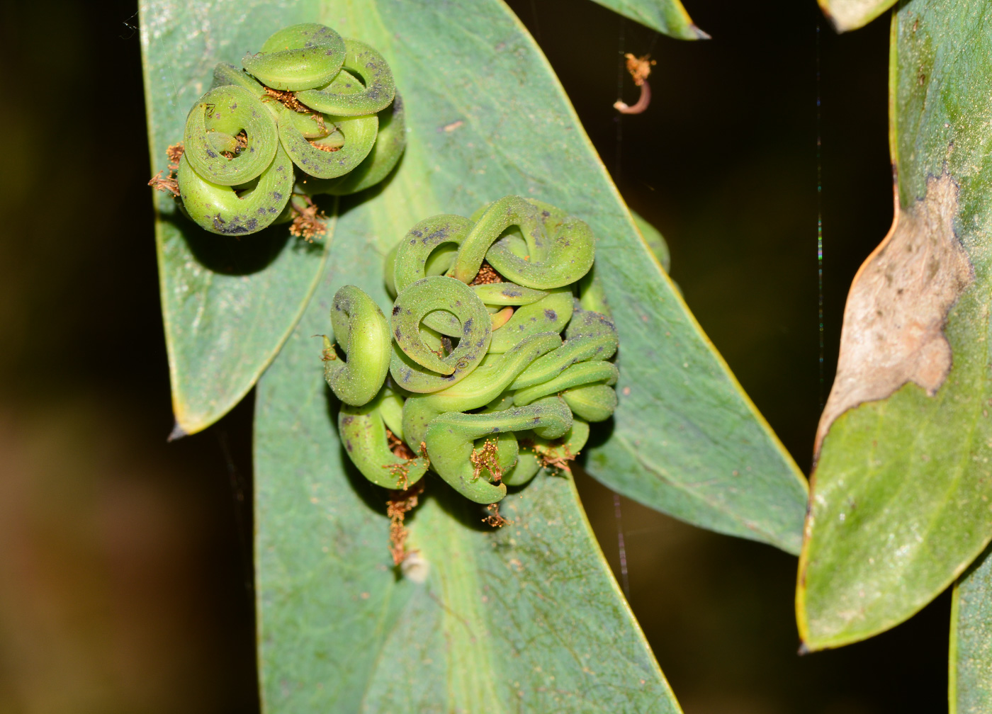 Изображение особи Acacia glaucoptera.