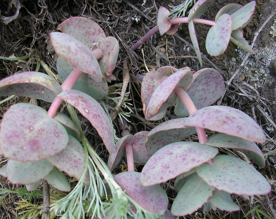 Изображение особи Hylotelephium stepposum.