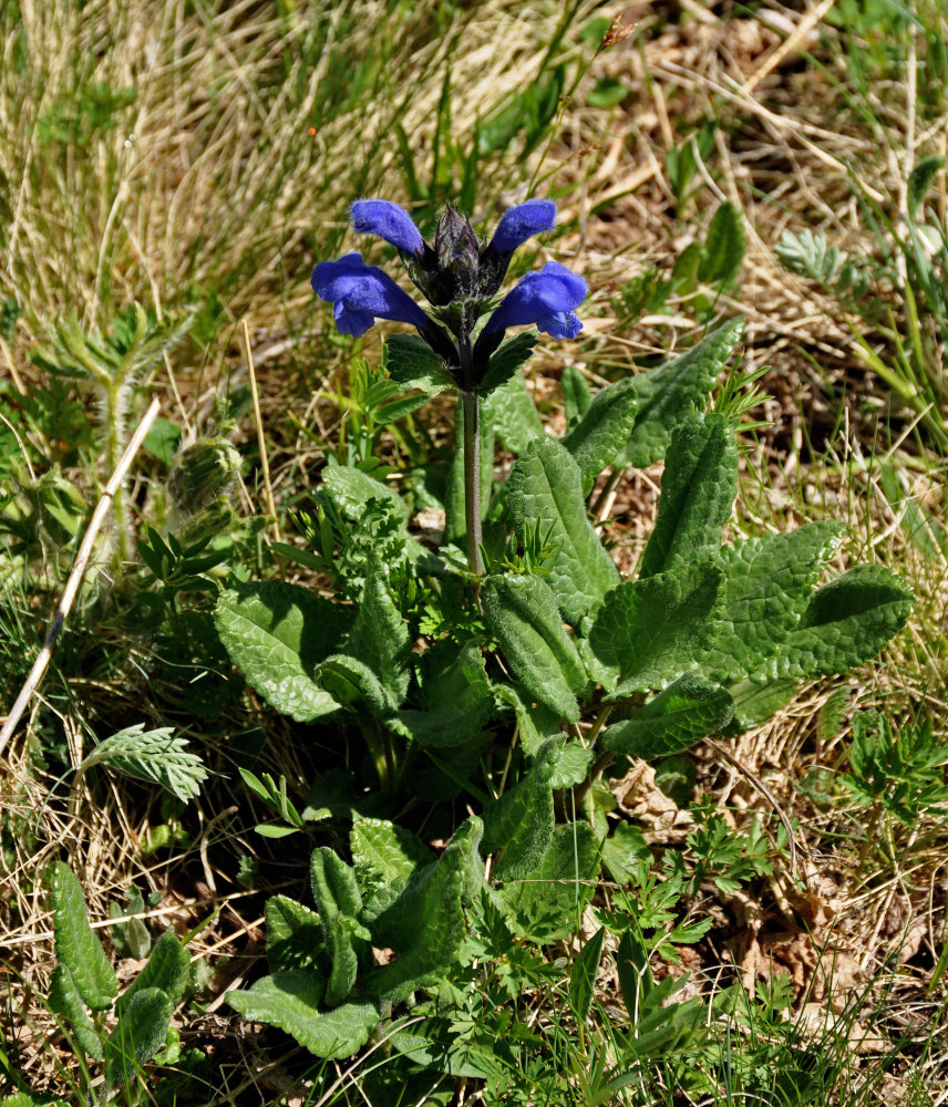 Image of Dracocephalum grandiflorum specimen.