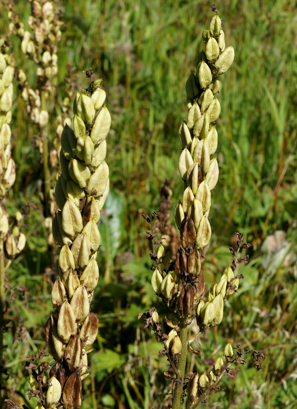 Image of Veratrum oxysepalum specimen.