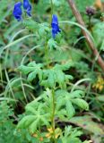 Aconitum fischeri