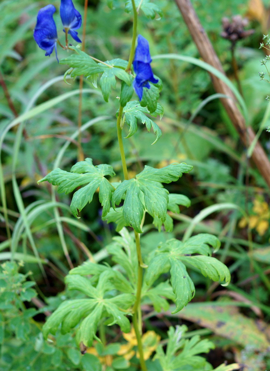 Изображение особи Aconitum fischeri.