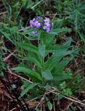 Hesperis sibirica. Цветущее растение. Монголия, аймак Уверхангай, восточные отроги хребта Хангай, ≈ 2100 м н.у.м., опушка лиственничного леса. 03.06.2017.