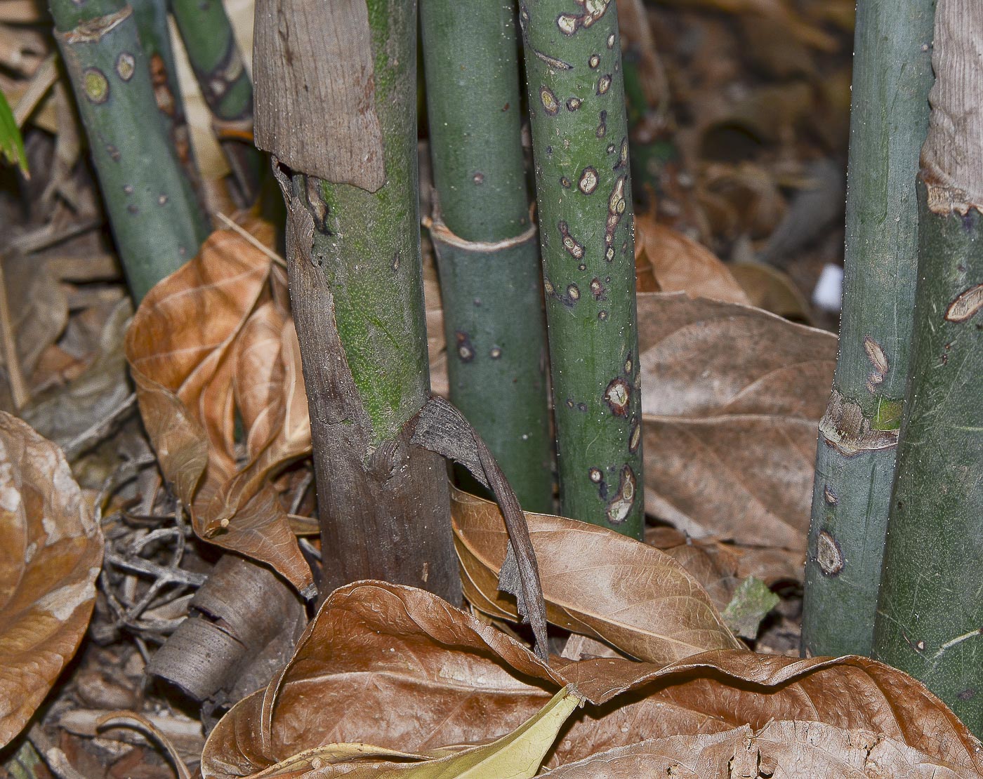 Image of genus Chamaedorea specimen.