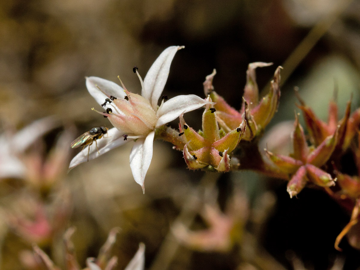 Изображение особи Sedum eriocarpum ssp. spathulifolium.